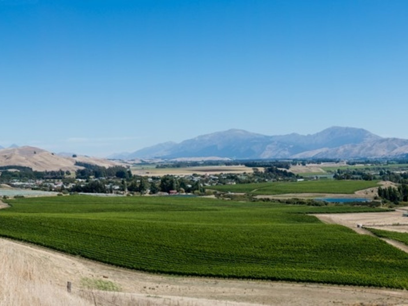 Vineyard in New Zealand